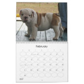 BullDog Pups Kalender (Feb 2027)