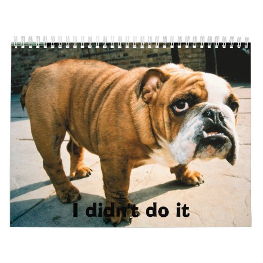 BullDog Pups Kalender (Titelbild)