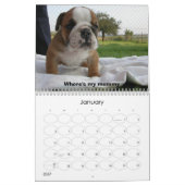 BullDog Pups Kalender (Jan 2027)