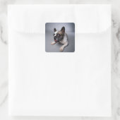 Bulldog Quadratischer Aufkleber (Tasche)