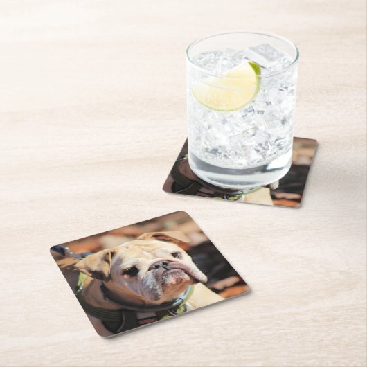 Bulldog Rechteckiger Pappuntersetzer (Vor Ort)