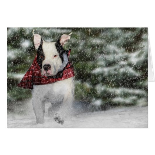 Bulldog Rescue Pup Dashing durch den Schnee (Vorderseite (Horizontal))