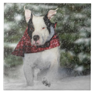 Bulldog Rescue Pup Dashing durch den Schnee Fliese