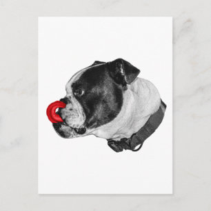 Bulldog Rotakzent-Mail Postkarte