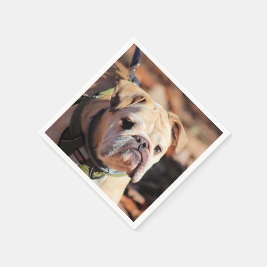 Bulldog Serviette (Ecke)