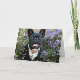 Bulldog-Stände in Blume Karte