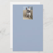 Bulldog-Stationäre Briefpapier (Vorne/Hinten)