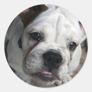 Bulldog-Sticker Runder Aufkleber