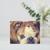 Bulldog Stink Auge Postkarte (Stehend Vorderseite)