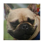 Bulldog-Tal Fliese (Vorderseite)