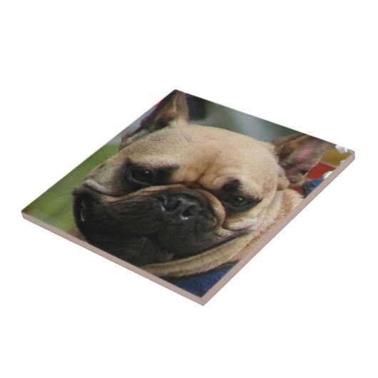 Bulldog-Tal Fliese (Seite)