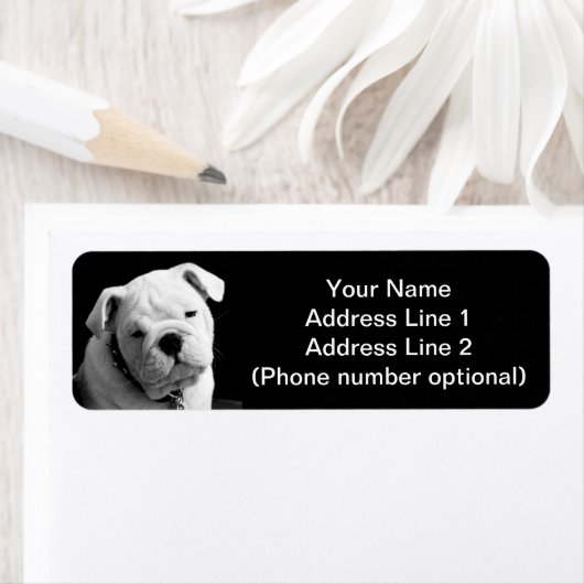 Bulldog Welpe (Insitu)