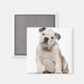 Bulldog Welpe (2 Monate alt) Magnet (Vorderseite/Rückseite)