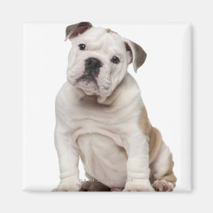 Bulldog Welpe (2 Monate alt) Magnet
