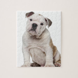 Bulldog Welpe (2 Monate alt) Puzzle