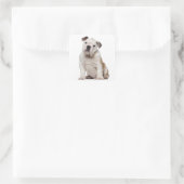Bulldog Welpe (2 Monate alt) Quadratischer Aufkleber (Tasche)