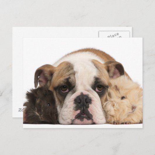 Bulldog Welpe (4 Monate alt) und zwei Guine Postkarte (Vorne/Hinten)