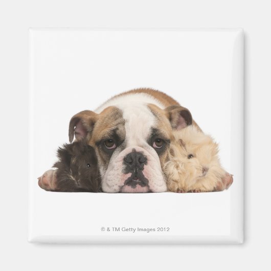 Bulldog Welpe (4 Monate alt) und zwei Magnet (Vorne)