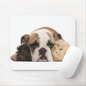 Bulldog Welpe (4 Monate alt) und zwei Mousepad (Mit Mouse)