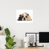 Bulldog Welpe (4 Monate alt) und zwei Poster (Heimbüro)