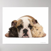 Bulldog Welpe (4 Monate alt) und zwei Poster (Vorne)