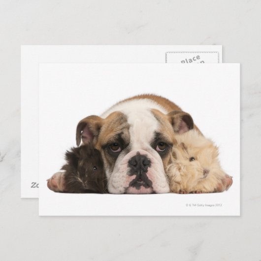 Bulldog Welpe (4 Monate alt) und zwei Postkarte (Vorne/Hinten)