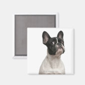 Bulldog Welpe (5 Monate alt) Magnet (Vorderseite/Rückseite)