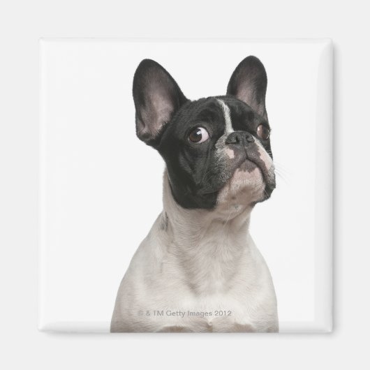 Bulldog Welpe (5 Monate alt) Magnet (Vorne)