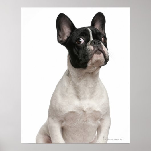 Bulldog Welpe (5 Monate alt) Poster (Vorne)