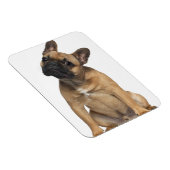 Bulldog Welpe (7 Monate alt) Magnet (Rechte Seite)