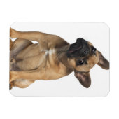 Bulldog Welpe (7 Monate alt) Magnet (Horizontal)