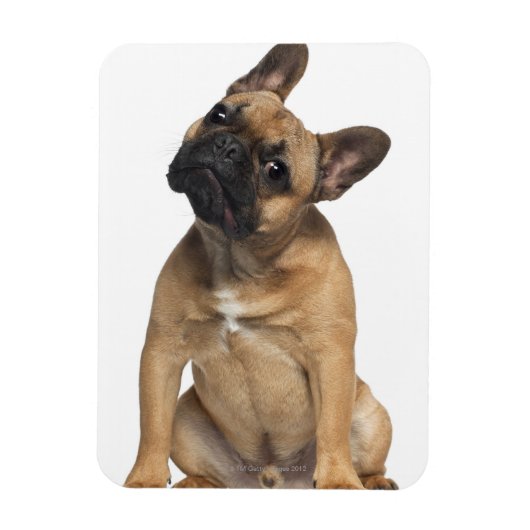 Bulldog Welpe (7 Monate alt) Magnet (Vertikal)