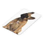 Bulldog Welpe (7 Monate alt) Magnet (Linke Seite)