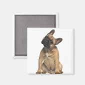 Bulldog Welpe (7 Monate alt) Magnet (Vorderseite/Rückseite)