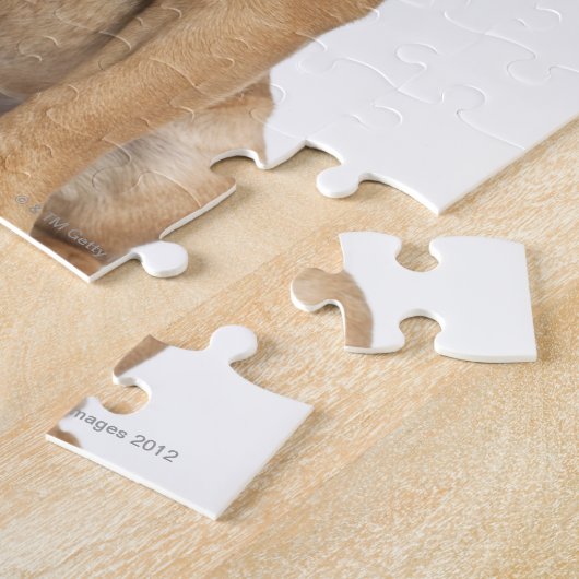 Bulldog Welpe (7 Monate alt) Puzzle (Seite)