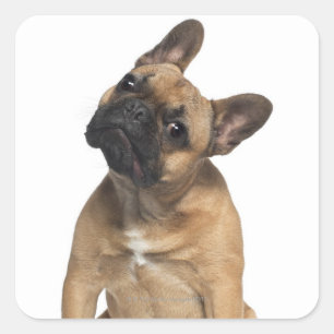 Bulldog Welpe (7 Monate alt) Quadratischer Aufkleber