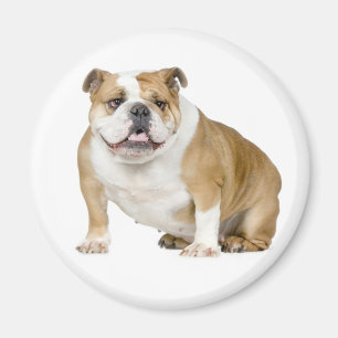 Bulldog Welpe Dog Magnet