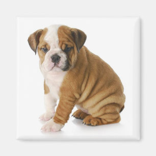 Bulldog Welpe Dog Magnet