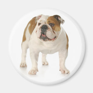 Bulldog Welpe Dog Magnet