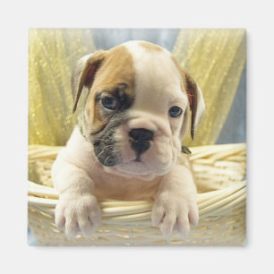 Bulldog-Welpe im Korb Magnet