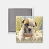 Bulldog Welpe in Basket Magnet (Vorderseite/Rückseite)
