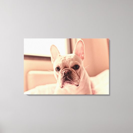 Bulldog Welpe Leinwanddruck (Vorderseite)
