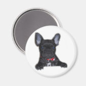 Bulldog Welpe Magnet (Vorderseite/Rückseite)