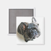 Bulldog Welpe Magnet (Vorderseite/Rückseite)