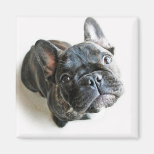 Bulldog Welpe Magnet