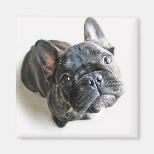 Bulldog Welpe Magnet (Vorne)