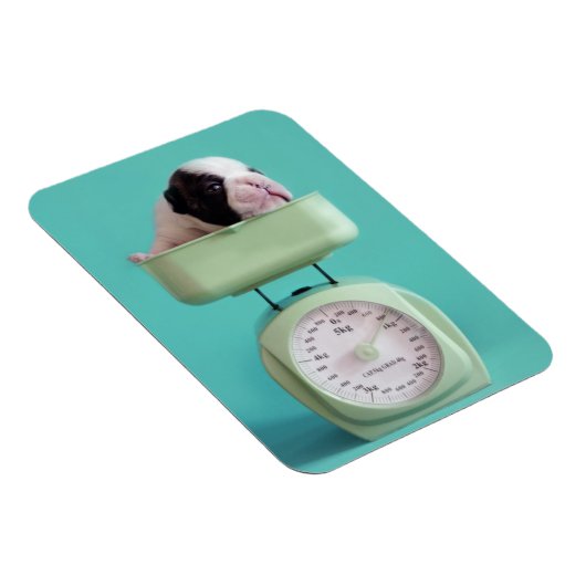 Bulldog Welpe Magnet (Rechte Seite)