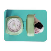 Bulldog Welpe Magnet (Horizontal)