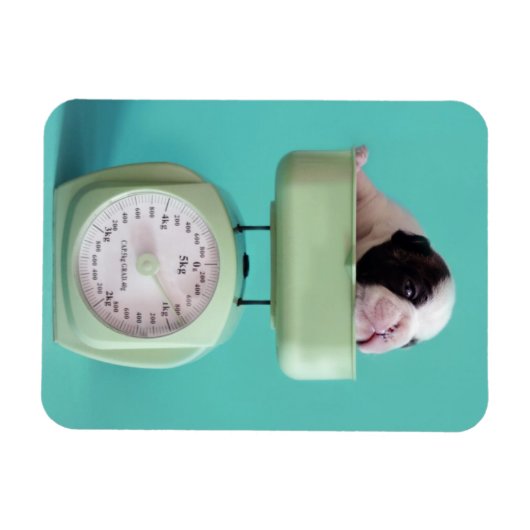 Bulldog Welpe Magnet (Horizontal)