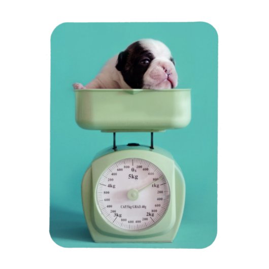Bulldog Welpe Magnet (Vertikal)